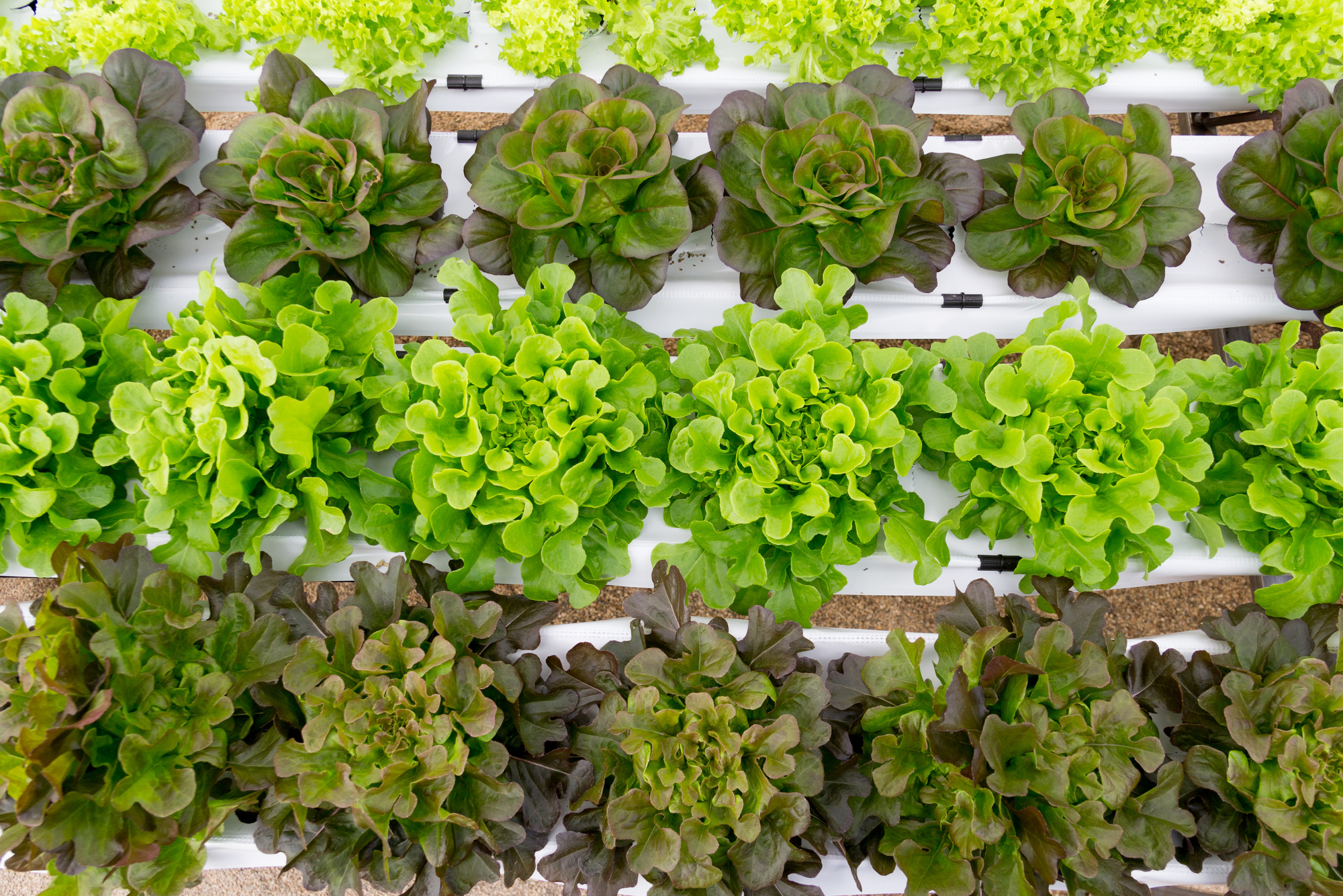 Cultivo hidropónico de lechuga